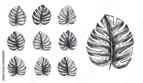Tropical leaves monstera set. Hand drawn illustration. 