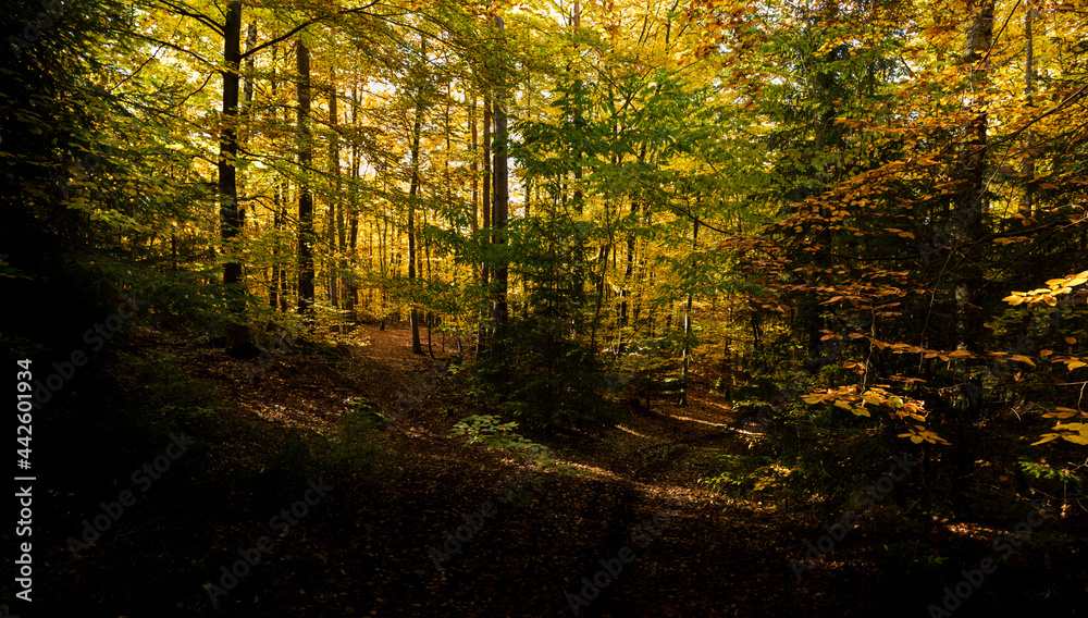 Obraz premium Weggabelung