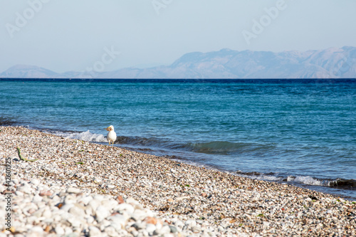 aegean sea with a seagull on a sunny day  horizontal