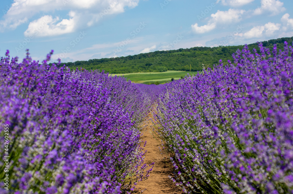 a beautiful landscape with a flowering lavender field