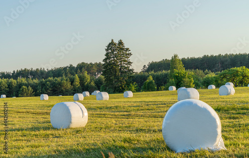 Rural landscape with hay bales packed in white plastic on the field with green grass surrounded with forest in sunny summer day photo