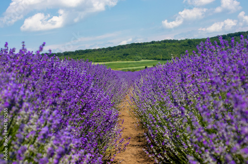 a beautiful landscape with a flowering lavender field