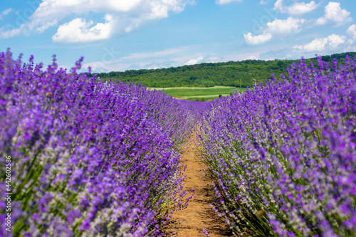 Landscape in a field with flowering lavender