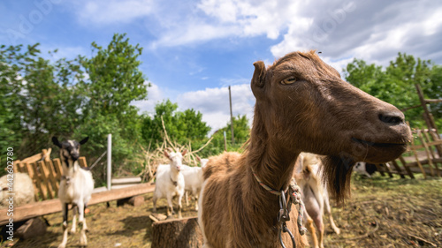 Selective focus of goat near animals on pasture 