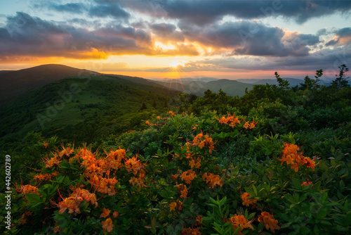 Flame Azaleas overlooking a sunset in the blue ridge mountains of tennessee