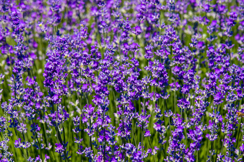 a close-up with flowering lavender plants