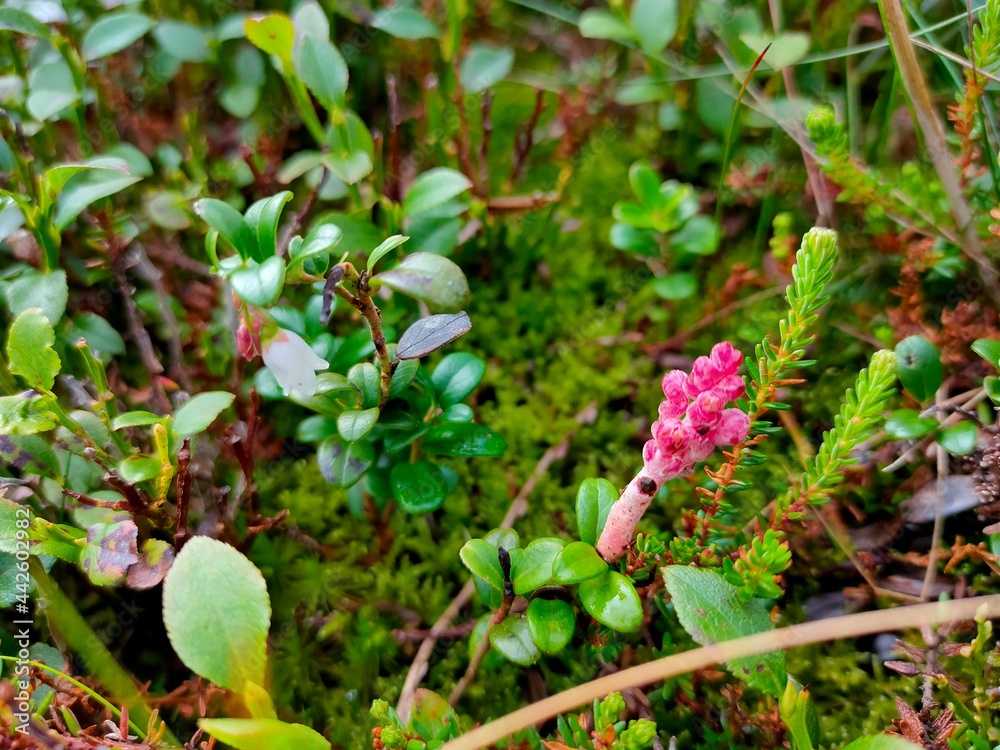 plants plants