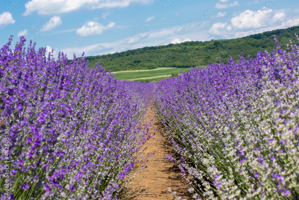 Naklejka premium a landscape with rows of lavender in the field