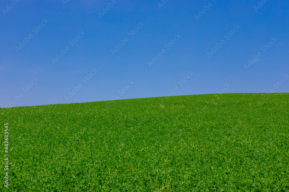 Background landscape with a green field and blue sky Background landscape with a green field and blue sky