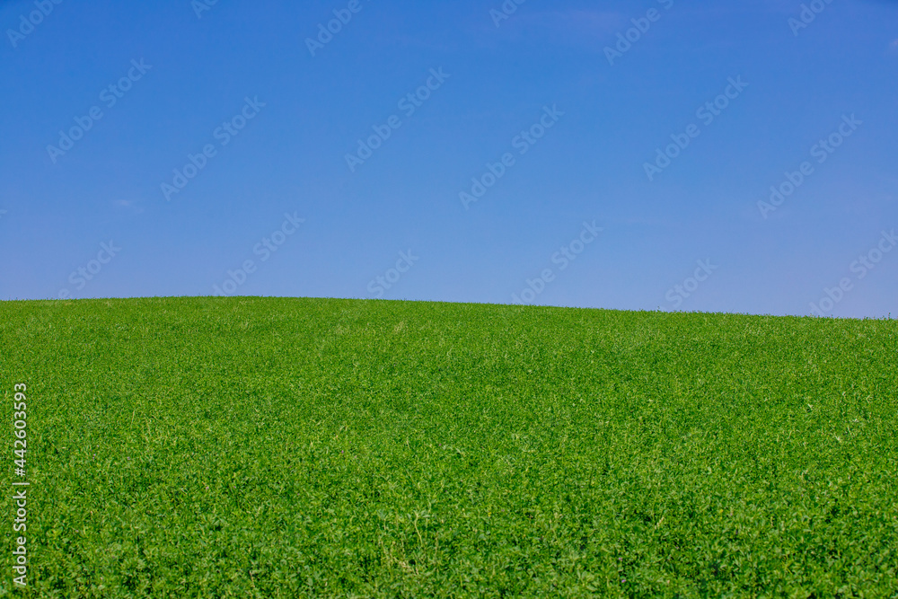 Background landscape with a green field and blue sky Background landscape with a green field and blue sky