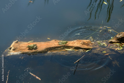 Green frogs sitting on log