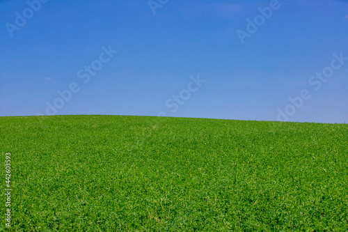 Background landscape with a green field and blue sky