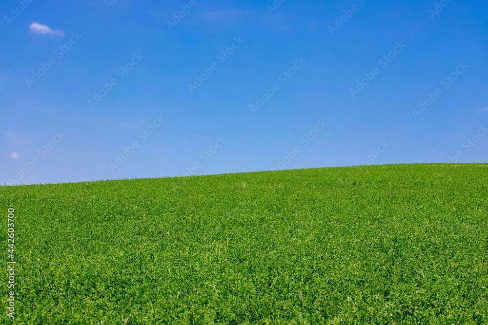 a beautiful landscape on a field with green alfalfa and blue sky