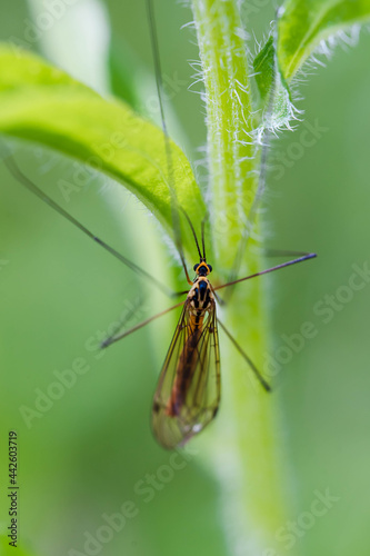 Colorful mosquito on grass © Adi Seres