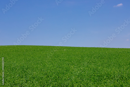 A field with green alfalfa and blue sky