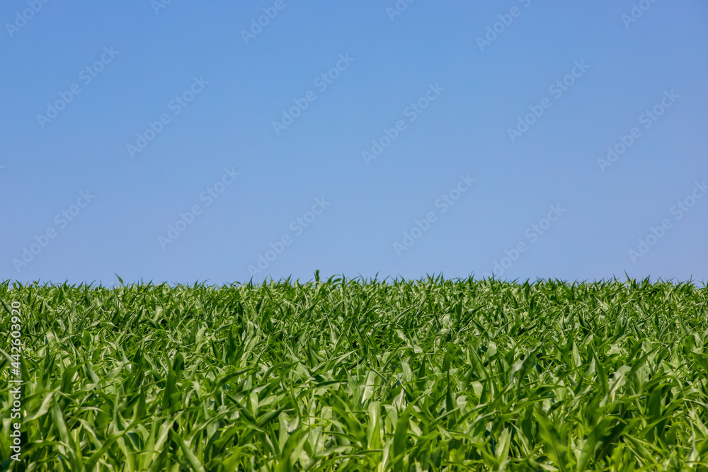 A field of green corn and blue sky A field of green corn and blue sky