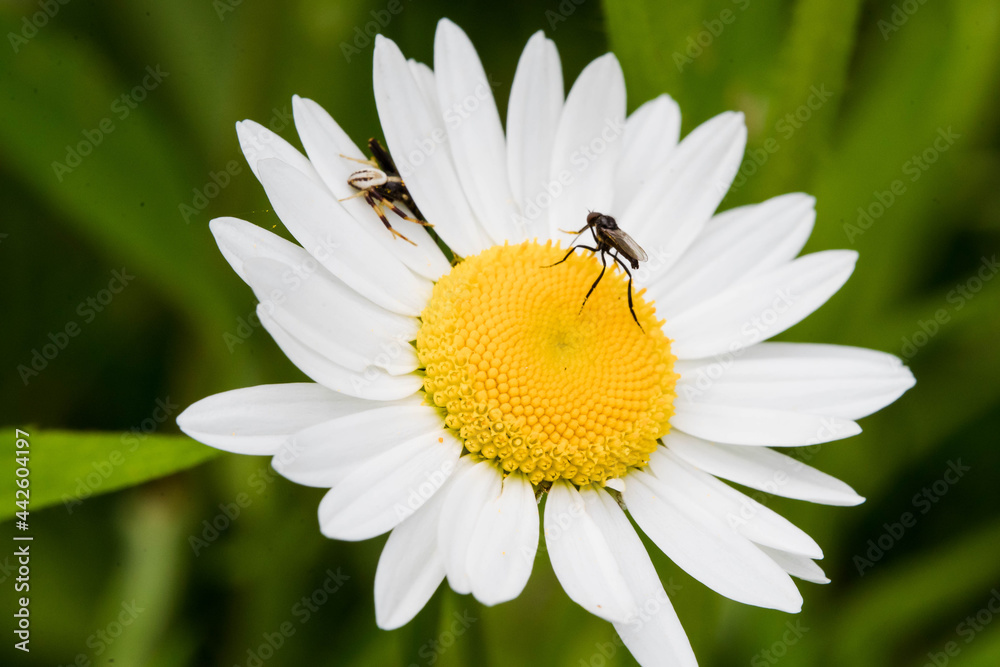 Fototapeta premium Tiny fly on white flower - Macro