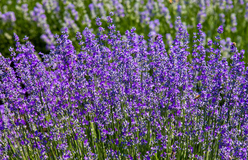 a close-up of lavender plants in bloom with selective focus