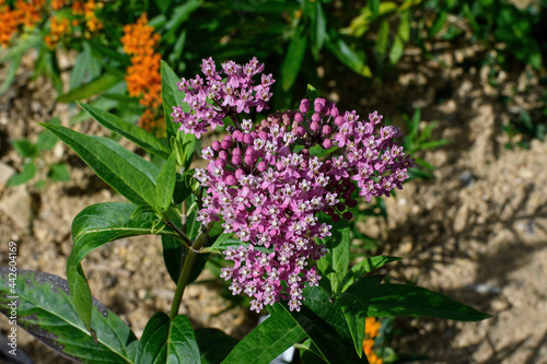 Pink Butterfly Flower is also known as swamp milkweed in the garden. It is a beautiful native prairie plant that produces small pink flowers in tight clusters and attracts butterflies. photo