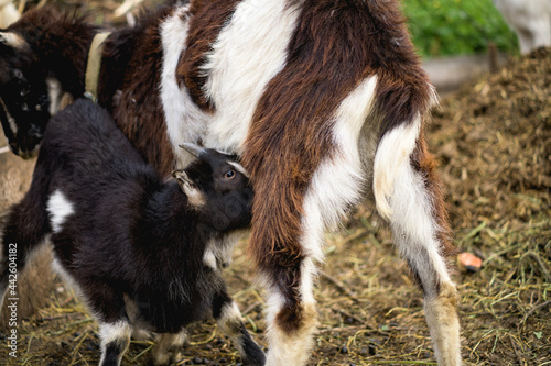 Goatling feeding near goat on farm
