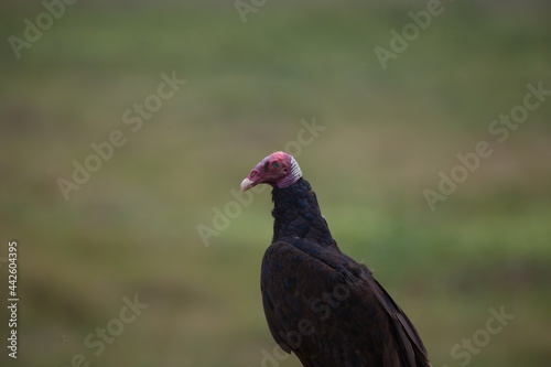 Closeup of Turkey Vulture (Cathartes aura) against plain background Pantanal, Brazil