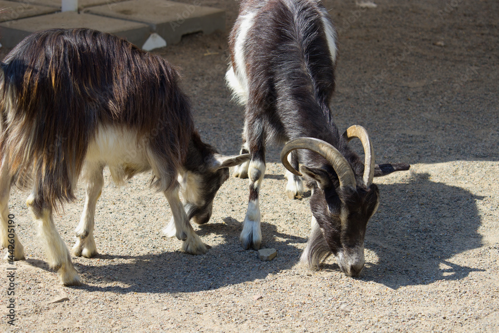 Domestic goat in a summer day. Domestic animal Domestic goat in a summer day. Domestic animal