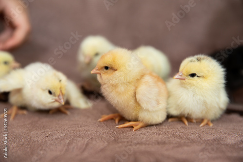 Small beautiful fluffy newborn chicks.