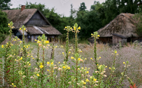 Eastern Europe, Republic of Belarus, Kachanovichi village, Pinsk district, Brest region.