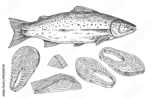 Salmon fresh fish whole and slices. Vintage engraving monochrome black illustration.