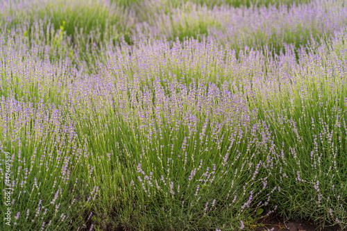 Lavender fields and macro flowers in summer, close up