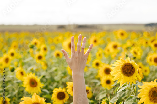 A young woman's hand is shown from the sunflower field. Summer flowering or autumn harvest concept.