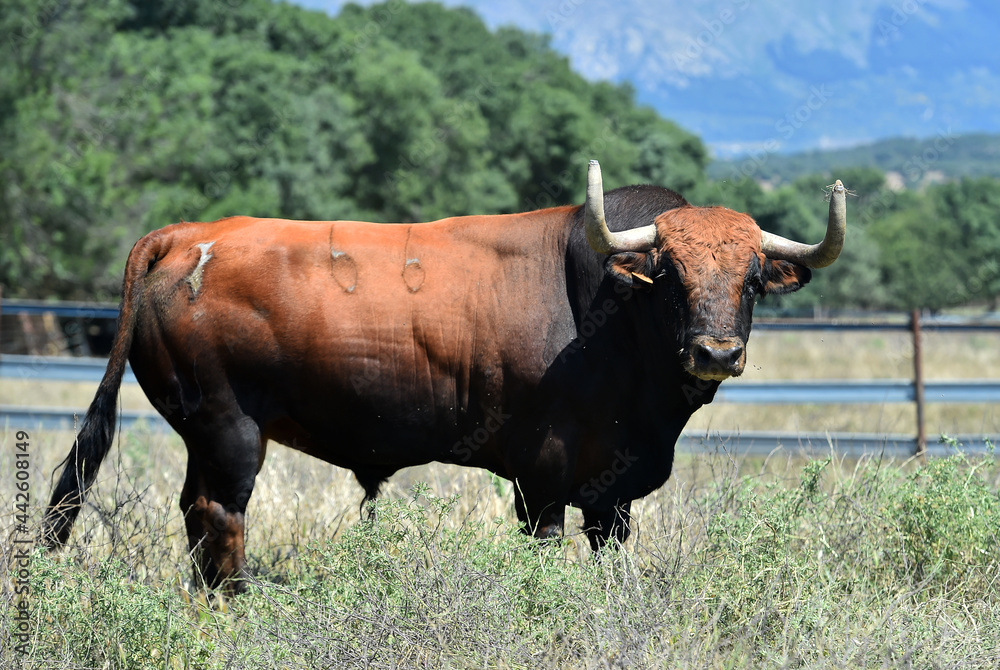 un enorme toro en una ganaderia de animales bravos en españa un enorme toro en una ganaderia de animales bravos en españa