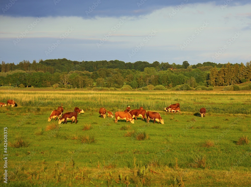 cows grazing in a field at sunset cows grazing in a field at sunset