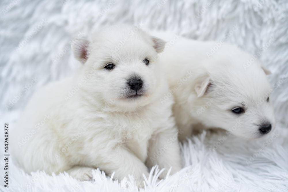 puppies. two cute Japanese spitz on white coverlet