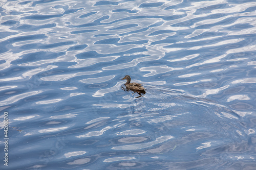 Wild duck swims on the river