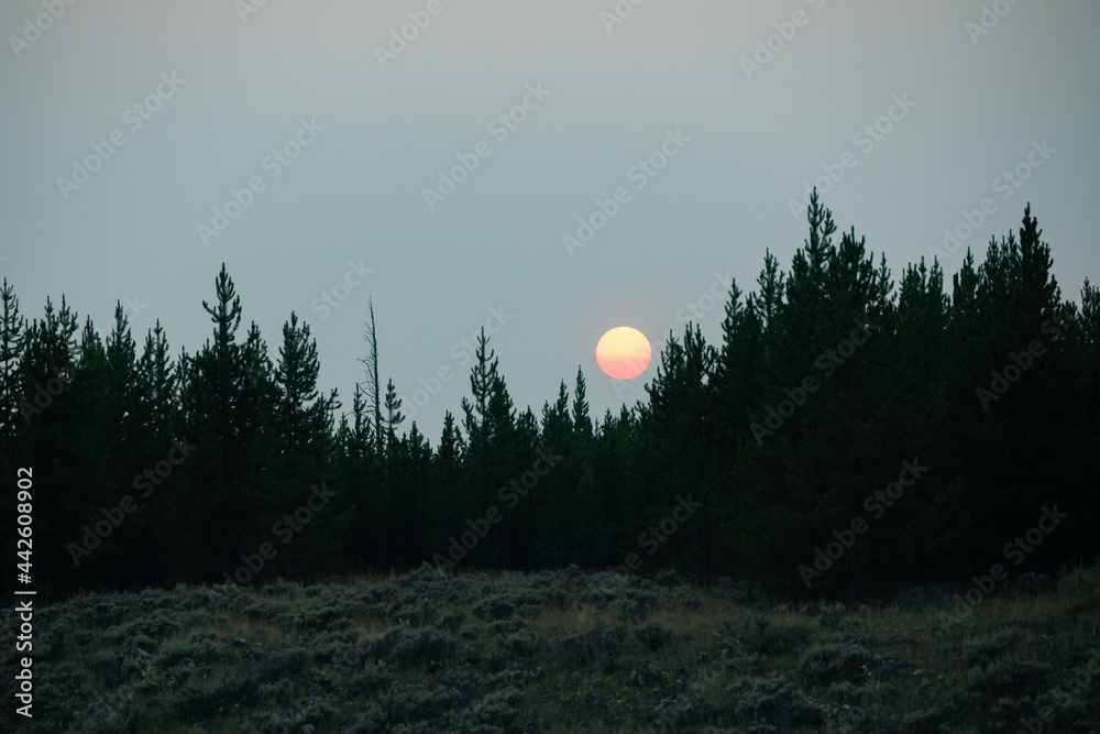 Naklejka premium Colorful sunset over tree-line