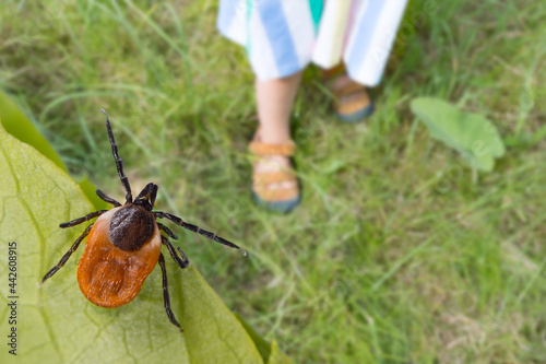 Dangerous deer tick and small child legs in summer shoes on grass. Ixodes ricinus. Parasite hidden on green leaf and little girl foots in sandals on lawn in nature park. Tick-borne disease prevention. photo