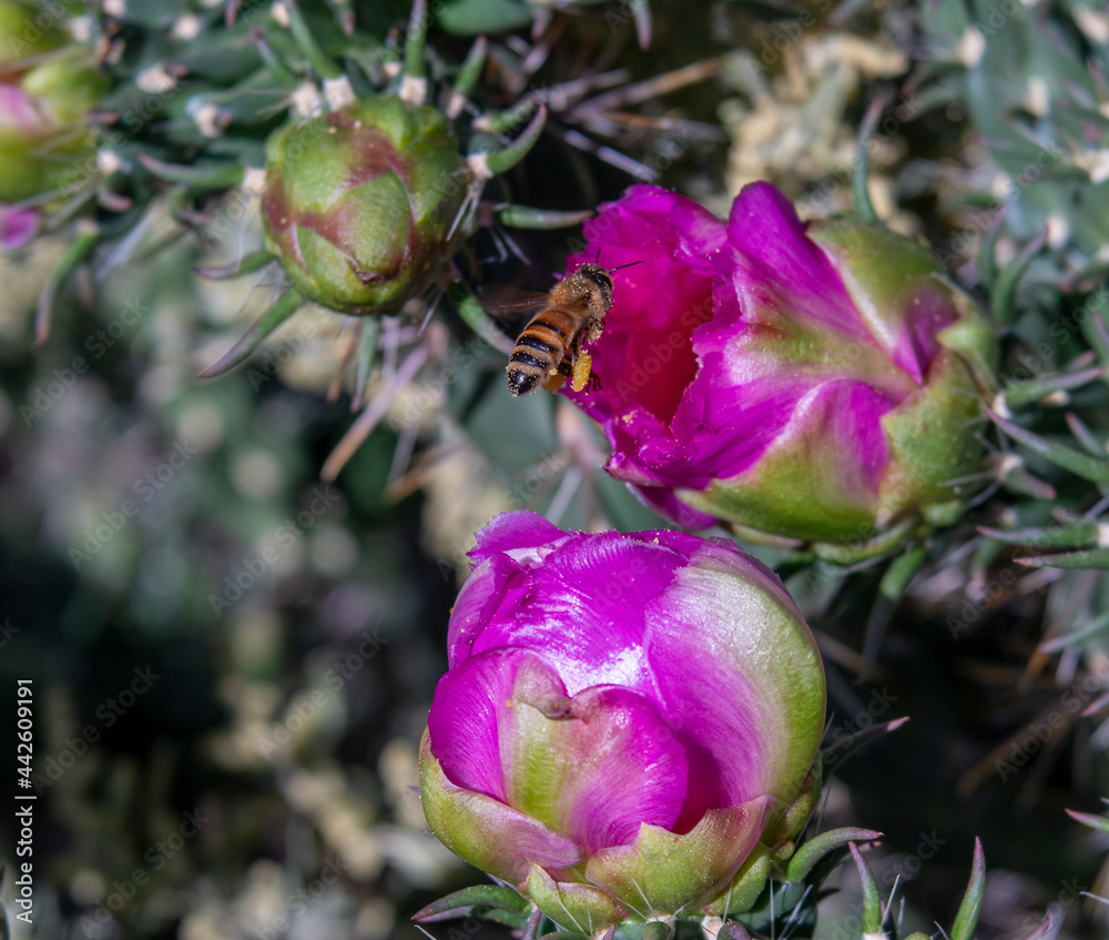 Bee Dotted with Pollen Flying Into Pink Cholla Cactus Flower Bee Dotted with Pollen Flying Into Pink Cholla Cactus Flower