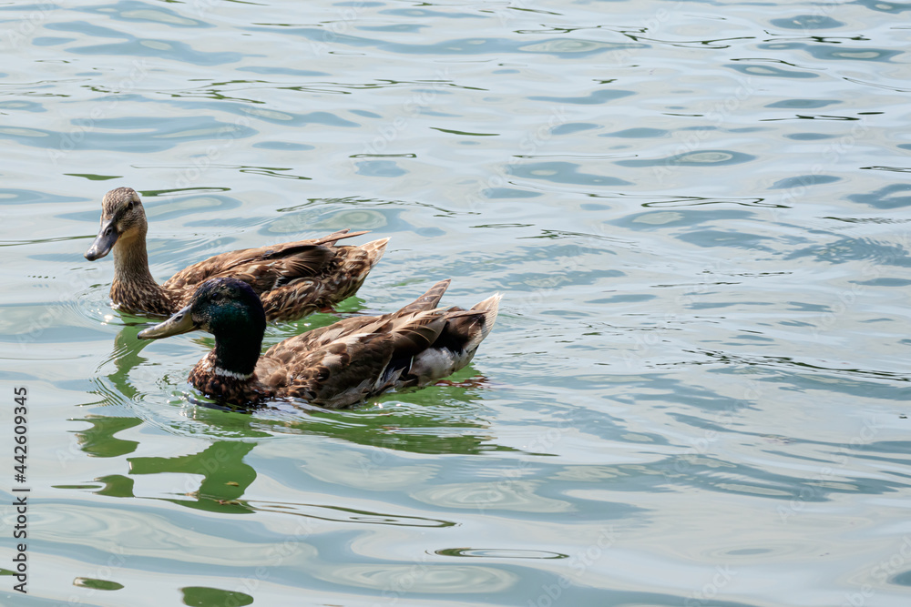 泳ぐ雄と雌のマガモ 大濠公園 福岡県福岡市 Swimming male and female mallards Ohori Park Fukuoka-ken Fukuoka city 泳ぐ雄と雌のマガモ 大濠公園 福岡県福岡市 Swimming male and female mallards Ohori Park Fukuoka-ken Fukuoka city