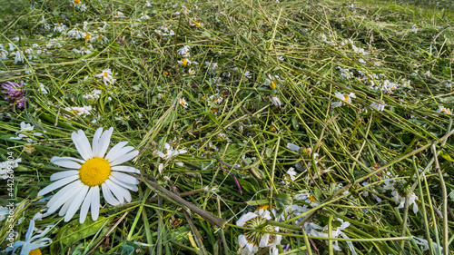 Drying of mown grass with oxeye daisy blooms in texture of green meadow. Leucanthemum vulgare. Close-up of making quality hay with flower heads, green leaves and stems. Pile of mowings for eco forage. photo