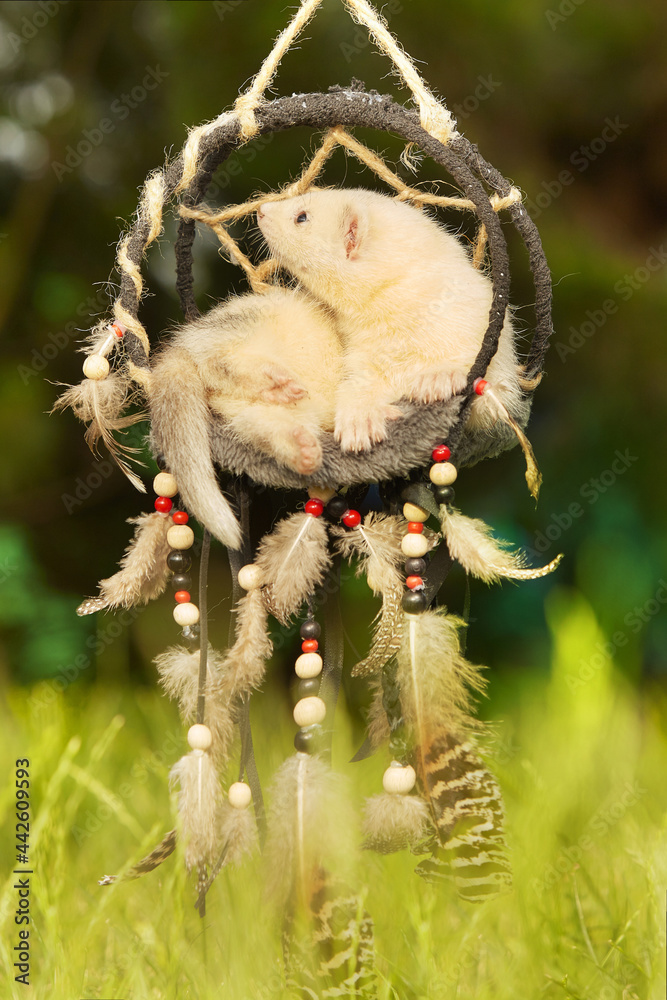 Ferret baby posing for portrait in handmade dreamcatcher Ferret baby posing for portrait in handmade dreamcatcher