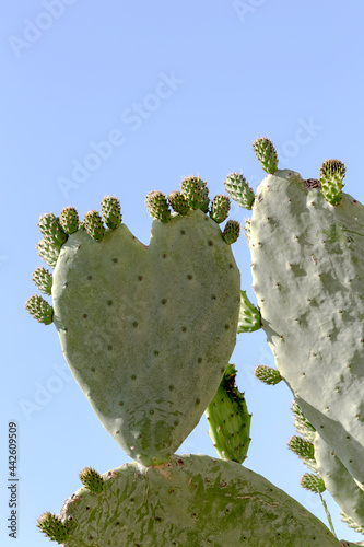 Edible cactus - prickly pear  Opuntia  close-up