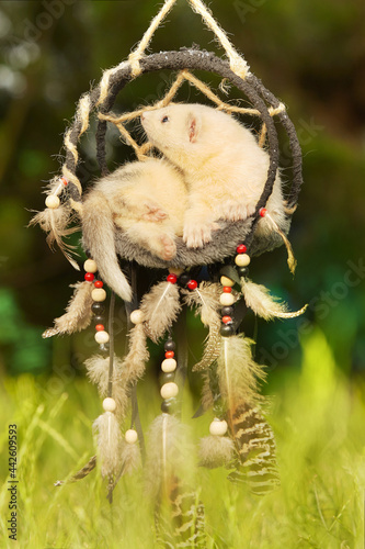 Ferret baby posing for portrait in handmade dreamcatcher