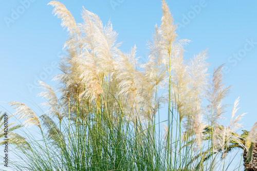 The bush of feather pampas grass on the background of blue sky closeup. Gardening concept, trendy panicle, pampas grass.