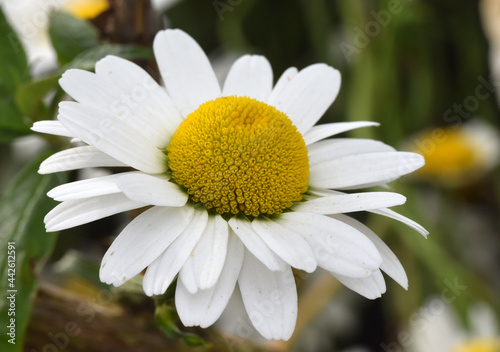 close up of a white daisy flower photo