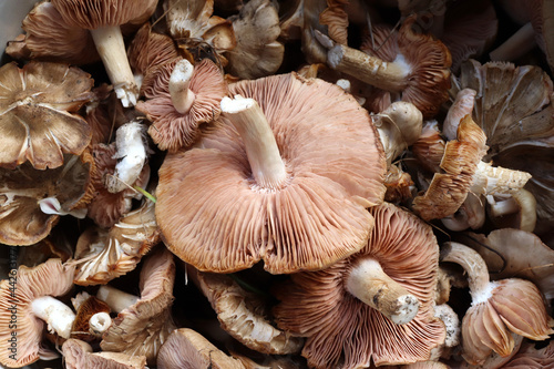 Close-up of fresh raw mushrooms. Top view.