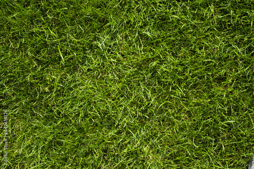 Fototapeta premium Trawa w ogrodzie, tekstura