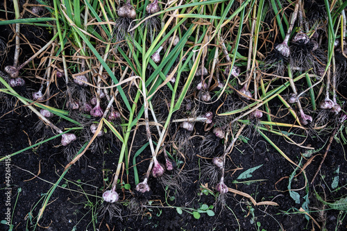 Young garlic harvest on a soil