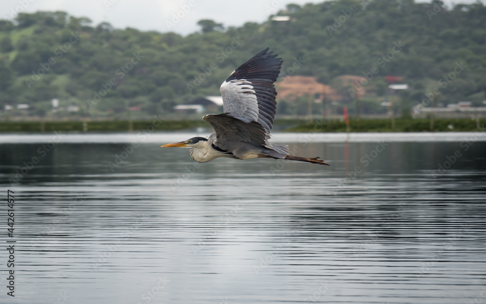Fototapeta premium Ave volando