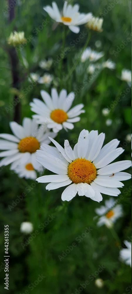 Fototapeta premium daisies in the garden